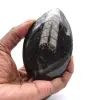 Fossile di Orthoceras Marocco - 0