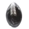 Fossile di Orthoceras Marocco - 1