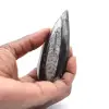 Orthoceras fossile Marocco - 0