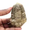 Trilobite dal Marocco - 0
