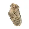 Trilobite dal Marocco - 3