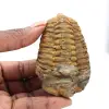 Fossile di trilobite - 0