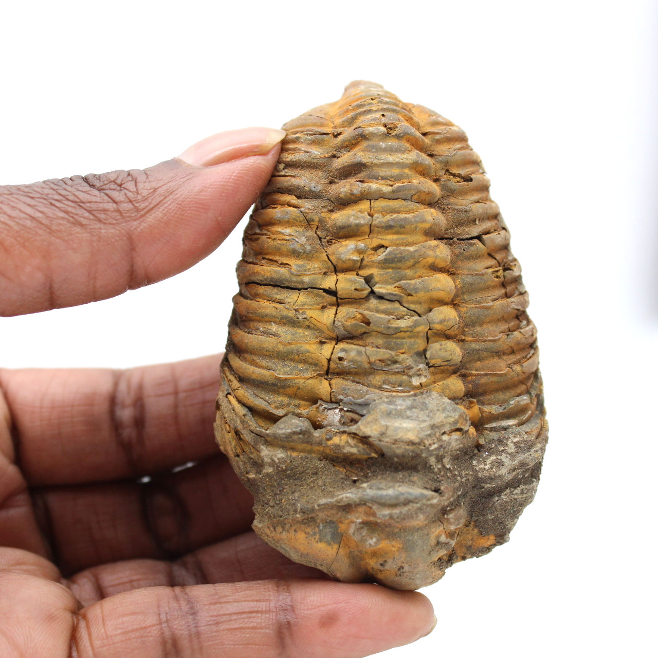 Fossile di trilobite