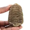 Trilobite grezzo - 0