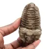 Trilobite - 0