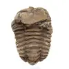 Trilobite fossile del Marocco - 1