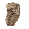 Trilobite fossile del Marocco - 2