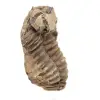 Trilobite fossile del Marocco - 3