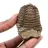 Trilobite fossile del Marocco