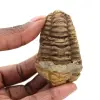 Trilobite grezzo - 0