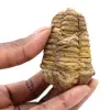 Trilobite fossile grezzo - 0