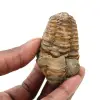 Trilobite grezza dal Marocco - 0