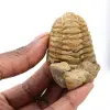 Trilobite - 0