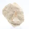 Dente fossile di otodus - 0