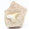 Dente di Otodus dal Marocco - 0