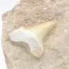Dente di Otodus dal Marocco - 1