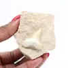Dente di Otodus dal Marocco - 2