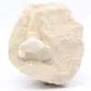 Dente fossile di otodus sulla ganga - 0