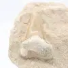 Dente fossile di otodus sulla ganga - 1