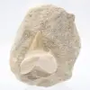 Dente di Otodus - 0