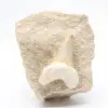 Dente fossile di otodus Marocco - 0
