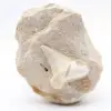 Dente fossile di otodus proveniente dal Marocco - 0
