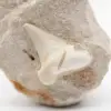 Dente fossile di otodus proveniente dal Marocco - 1