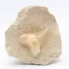 Fossile di Otodus Marocco - 0