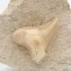 Fossile di Otodus Marocco - 1