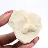 Fossile di Otodus Marocco - 2
