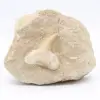 Dente di Otodus sulla ganga - 0