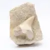 Dente fossile sulla ganga - 0