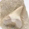 Dente fossile sulla ganga - 1