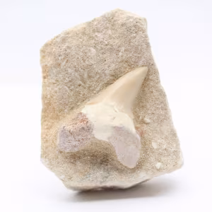 Dente fossile sulla ganga