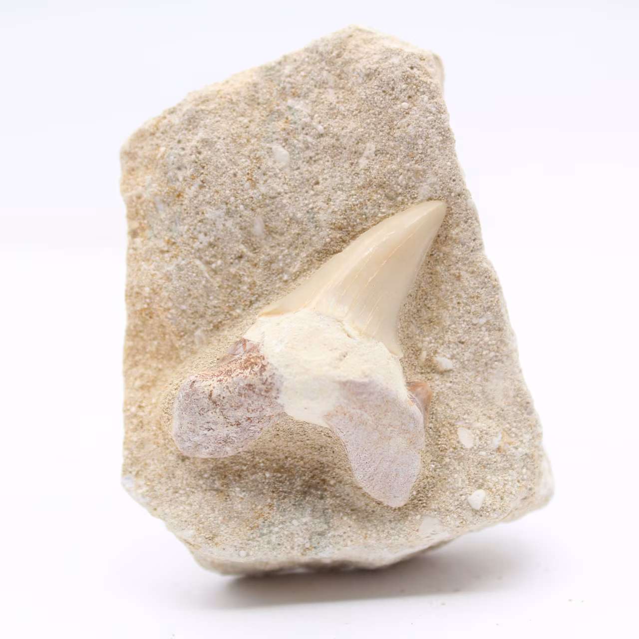 Dente fossile sulla ganga