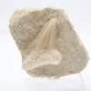Dente fossile - 0