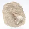 Dente di Otodus - 0