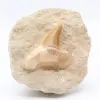 Dente fossile - 0