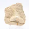 Dente fossile - 0