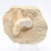 Dente di squalo Otodus - 0