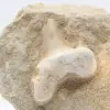 Dente di squalo Otodus - 1