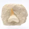 Dente fossile di squalo otodus - 0