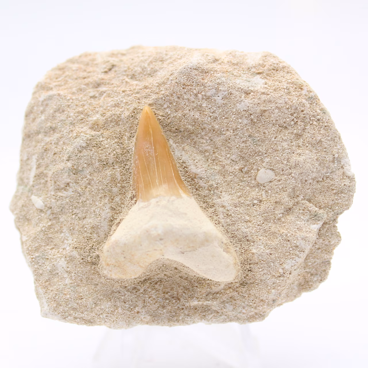 Dente fossile di squalo otodus