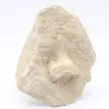 Dente fossile di squalo otodus - 0