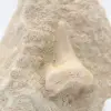Dente fossile di squalo otodus - 1