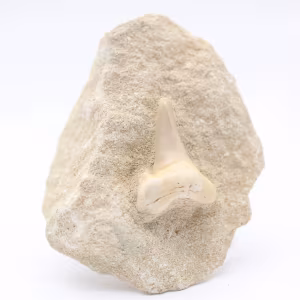 Dente fossile di squalo otodus