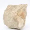 Dente di squalo Otodus - 0