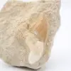 Dente di squalo Otodus - 1