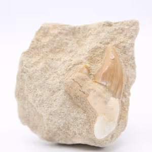 Dente di squalo Otodus