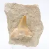 Otodus fossile del Marocco - 0
